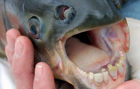 fish